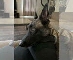 Small #1 Mutt