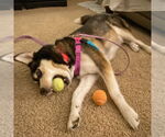 Small #4 Huskies  Mix