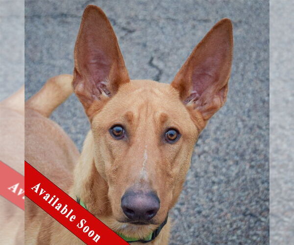 Medium Photo #1 Basenji-Ibizan Hound Mix Puppy For Sale in Huntley, IL, USA