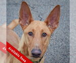 Small Basenji-Ibizan Hound Mix