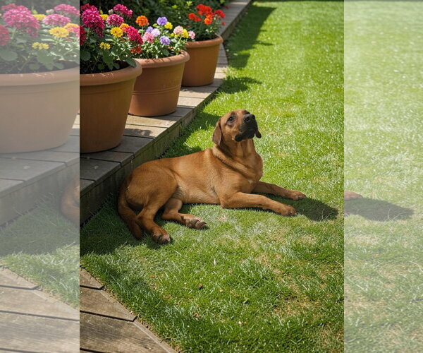 Medium Photo #18 Black Mouth Cur-Unknown Mix Puppy For Sale in McKinney, TX, USA