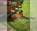 Small #17 Black Mouth Cur Mix