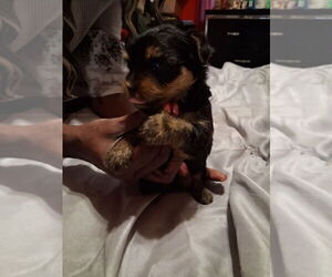 Yorkshire Terrier Puppy for Sale in HOUSTON, Texas USA