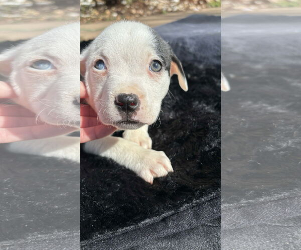 Medium Photo #6 American Pit Bull Terrier-Labrador Retriever Mix Puppy For Sale in Holly Springs, NC, USA