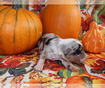 Small Photo #4 Australian Shepherd Puppy For Sale in CANTON, OH, USA