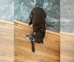 Small #2 Chihuahua Mix