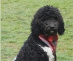 Small Photo #1 Bordoodle Puppy For Sale in RATHDRUM, ID, USA