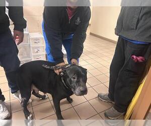 Labrador Retriever-Unknown Mix Dogs for adoption in Ocala, FL, USA