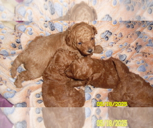 Poodle (Toy) Puppy for sale in DULUTH, GA, USA