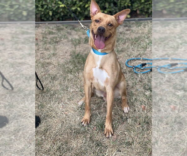 Medium Photo #1 Labrador Retriever-Unknown Mix Puppy For Sale in Dana Point, CA, USA