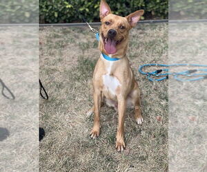 Labrador Retriever-Unknown Mix Dogs for adoption in Dana Point, CA, USA