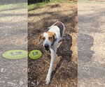 Small #5 Mutt