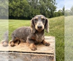 Small Photo #1 Dachshund Puppy For Sale in MIDDLEBURY, IN, USA