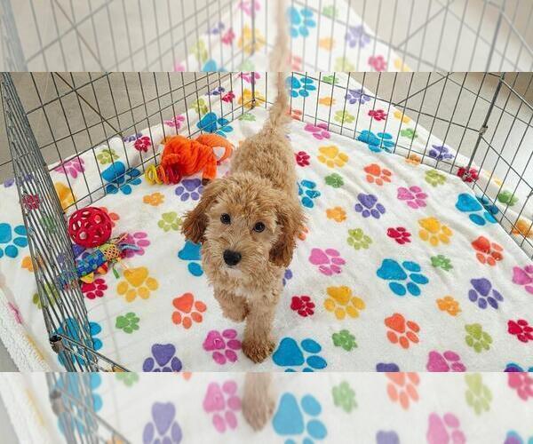 Medium Photo #5 Cavapoo mix (+ Poodle Miniature) Puppy For Sale in ORO VALLEY, AZ, USA