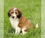 Small #3 Bernedoodle (Miniature)