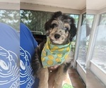 Small Photo #9 Aussiedoodle Puppy For Sale in LONGWOOD, FL, USA