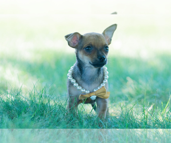 Medium Photo #3 Chihuahua Puppy For Sale in WARSAW, IN, USA