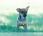 Small #2 Chihuahua