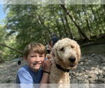 Small #3 Labrador Retriever