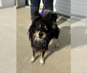 Pomeranian-Unknown Mix Dogs for adoption in Louisville, KY, USA