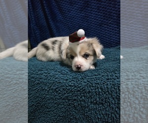 Pembroke Welsh Corgi Puppy for sale in DUARTE, CA, USA
