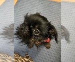 Small Photo #5 Brussels Griffon Puppy For Sale in SCOTTSDALE, AZ, USA