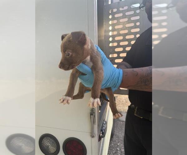 Medium Photo #1 American Staffordshire Terrier-Unknown Mix Puppy For Sale in San Antonio, TX, USA