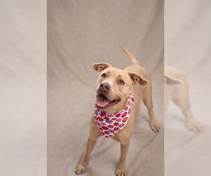 PARIS (D144-25) - Female Mutt Dog for Adoption - Photo #2