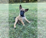Small Photo #13 Belgian Malinois Puppy For Sale in FAIRPLAY, MD, USA