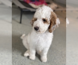 Goldendoodle Puppy for sale in WHITEHALL, WI, USA