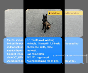 Belgian Malinois Puppy for sale in BUFFALO, NY, USA