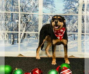 GIANT SCHNAUZER -Unknown Mix Dogs for adoption in Sanford, FL, USA