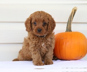 Cavapoo Puppy for sale in FREDERICKSBG, OH, USA