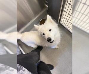 Medium Samoyed