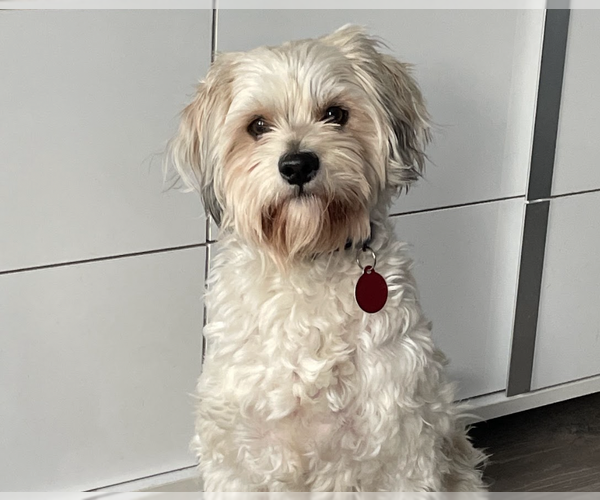 Medium Photo #5 Colonial Cocker Spaniel-Unknown Mix Puppy For Sale in Brooklyn, NY, USA