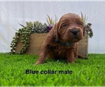 Small #5 Goldendoodle (Miniature)