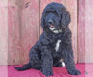 Bernedoodle Puppy for sale in THORP, WI, USA