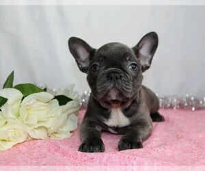 French Bulldog Puppy for sale in FREDERICKSBG, OH, USA