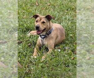 Shepradors Dogs for adoption in Derwood, MD, USA