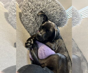 Nora - Female Labrador Retriever-Unknown Mix Dog for Adoption - Photo #5