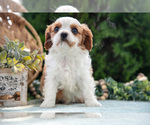 Small #3 Cavalier King Charles Spaniel