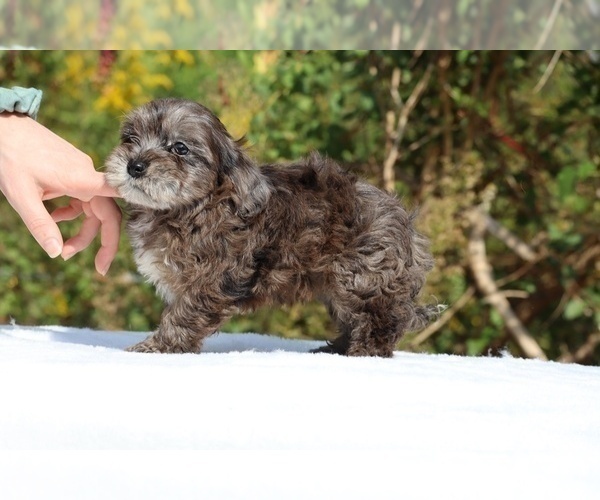 Medium Photo #55 ShihPoo Puppy For Sale in DYERSBURG, TN, USA
