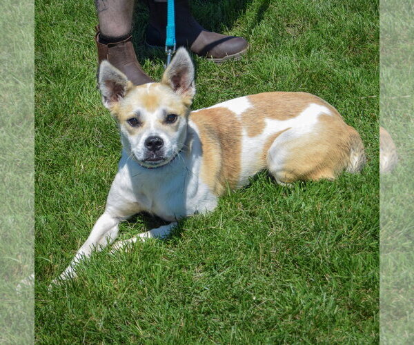 Medium Photo #5 American Staffordshire Terrier-Boxer Mix Puppy For Sale in Huntley, IL, USA