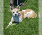 Small #4 American Staffordshire Terrier-Boxer Mix