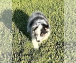 Small #3 Shetland Sheepdog