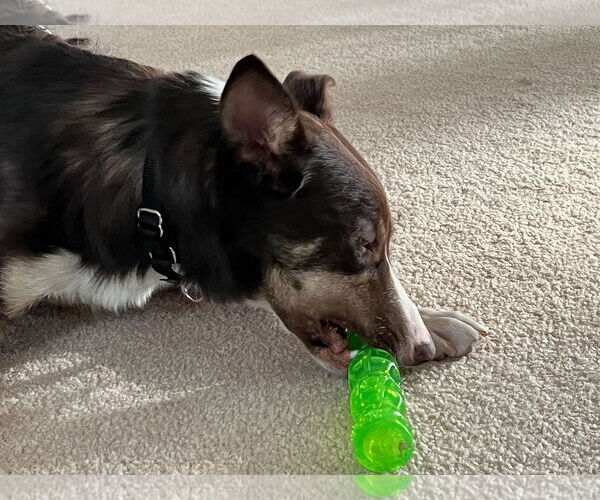 Medium Photo #19 Border Collie Puppy For Sale in Highland, IL, USA