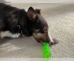 Small #18 Border Collie