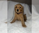 Small Photo #4 Golden Retriever Puppy For Sale in JACKSONVILLE, FL, USA