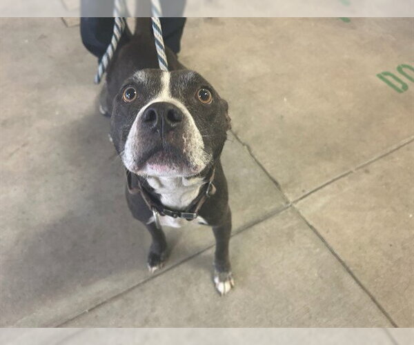 Medium Photo #1 American Pit Bull Terrier Puppy For Sale in Ocala, FL, USA