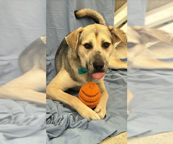 Medium Photo #1 German Shepherd Dog-Unknown Mix Puppy For Sale in Lake Forest, CA, USA